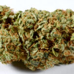 Kosher Chem Marijuana Strain